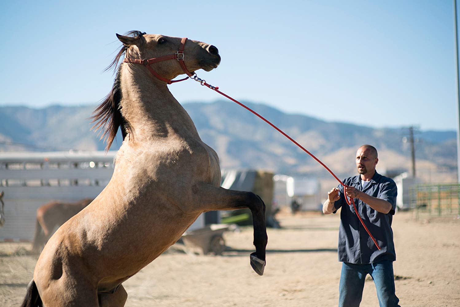 The Mustang (2019) - Movie Still